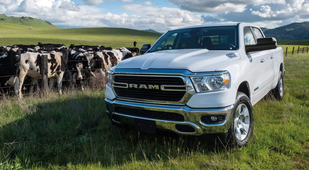 A white 2021 Ram 1500 is parked in a field with cows after getting an oil change.