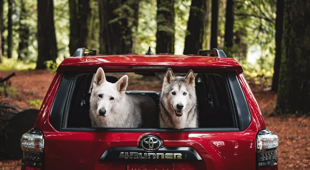 A red 2023 Toyota 4Runner TRD is shown from the rear as two white dogs are shown in the rear cargo area.