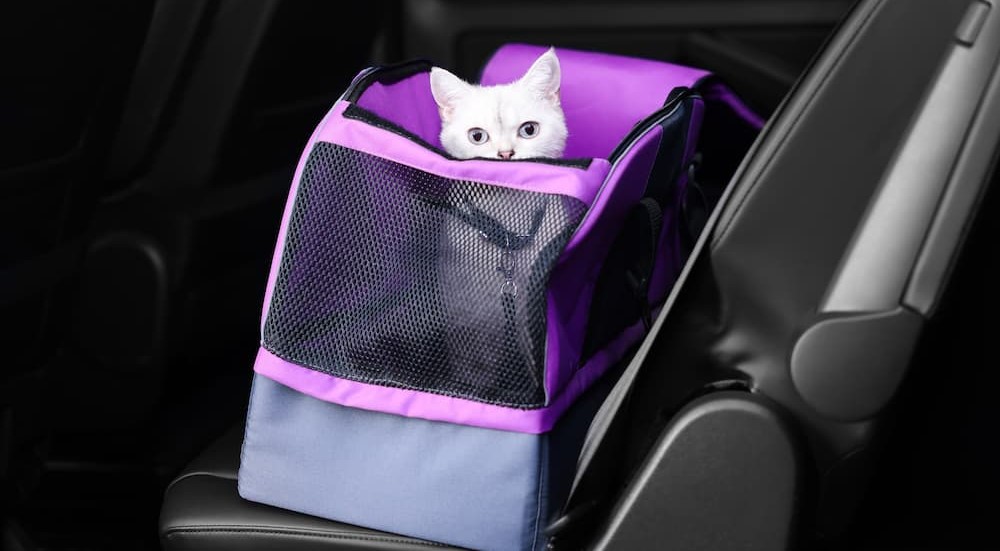 A white cat is shown sitting in a pink cat carrier.