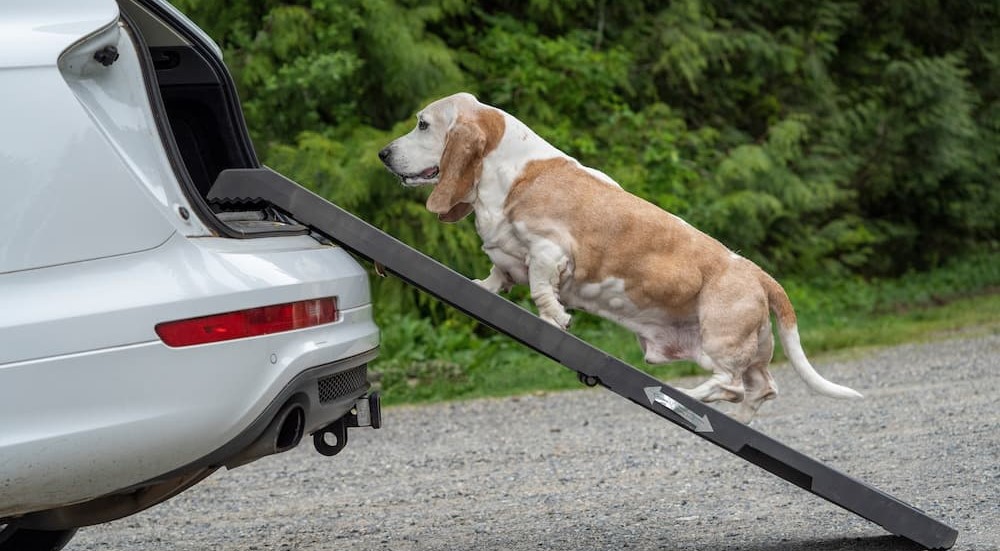 One of many pet-friendly car accessories, a portable dog ramp, is shown being used by a dog.