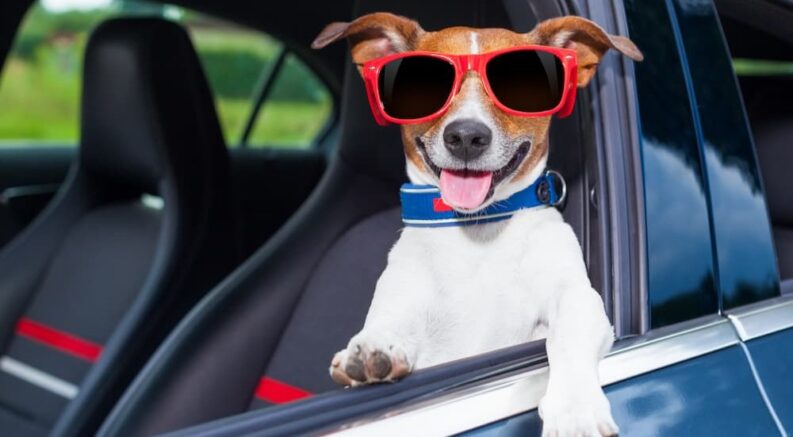 A dog is shown wearing sunglasses in a blue vehicle.
