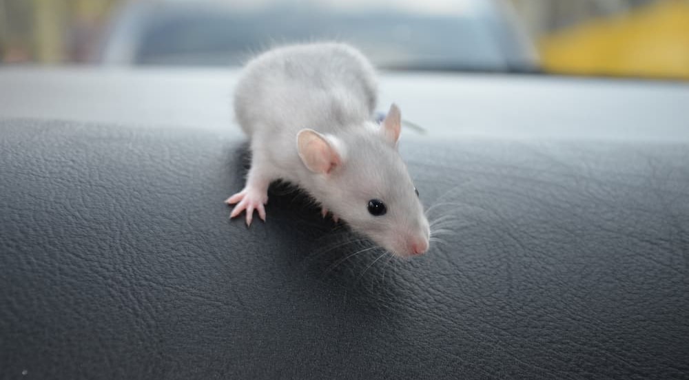 A mouse is shown in a vehicle.